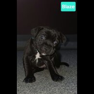 Staffordshire Bull Terrier