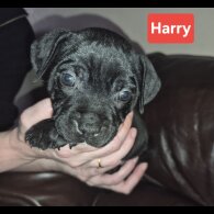 Staffordshire Bull Terrier