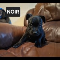 Staffordshire Bull Terrier