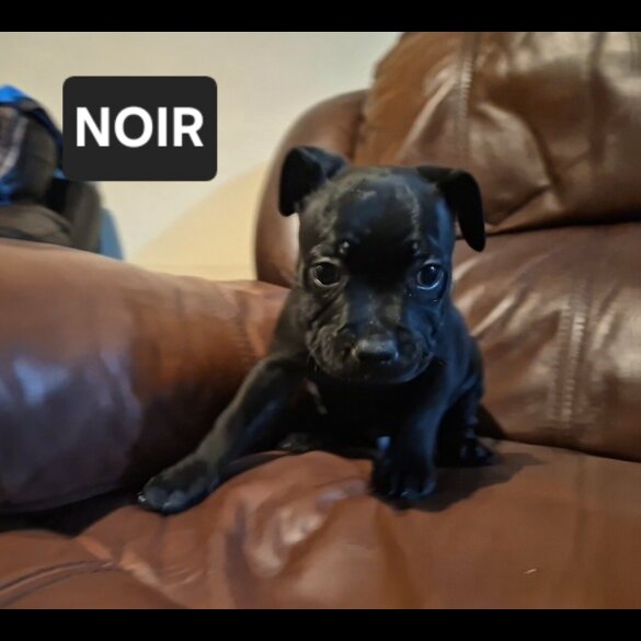 Staffordshire Bull Terrier