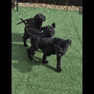 Staffordshire Bull Terrier