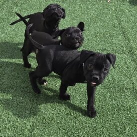 Staffordshire Bull Terrier