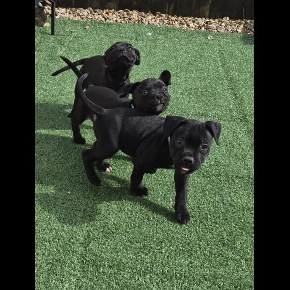 Staffordshire Bull Terrier