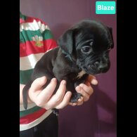 Staffordshire Bull Terrier