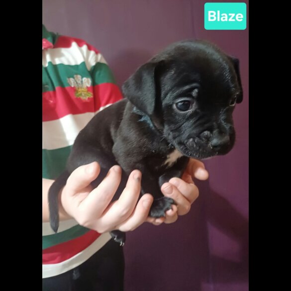 Staffordshire Bull Terrier