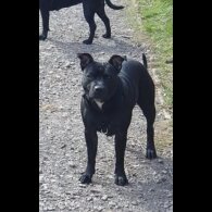 Staffordshire Bull Terrier