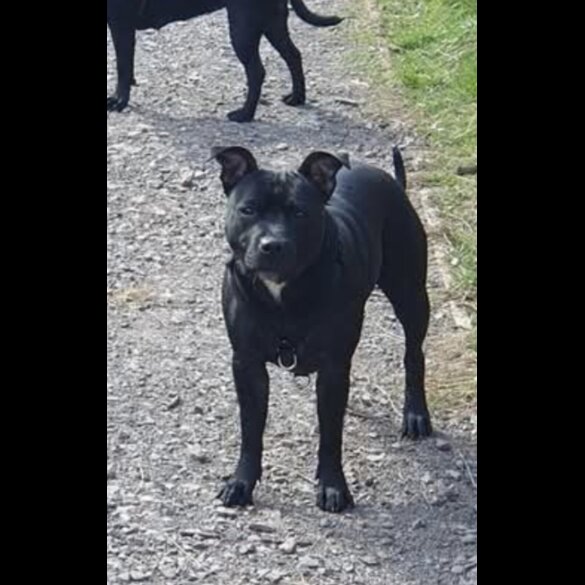Staffordshire Bull Terrier