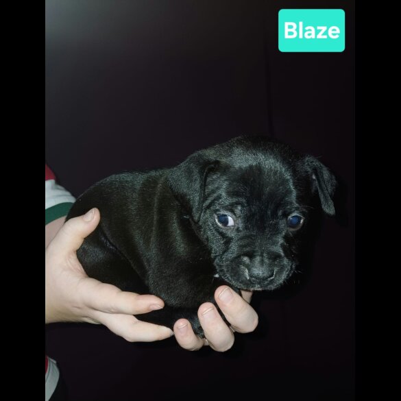 Staffordshire Bull Terrier