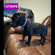 Staffordshire Bull Terrier