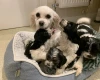 Maltipoo