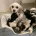 Maltipoo