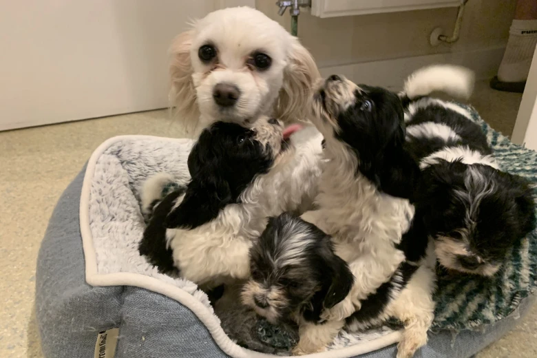Maltipoo