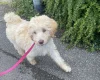 Labradoodle