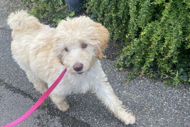Labradoodle