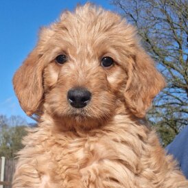 Labradoodle