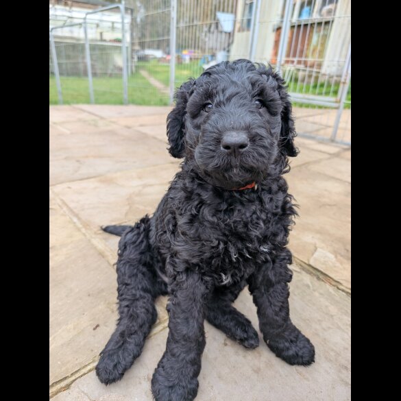 Labradoodle