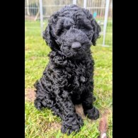 Labradoodle