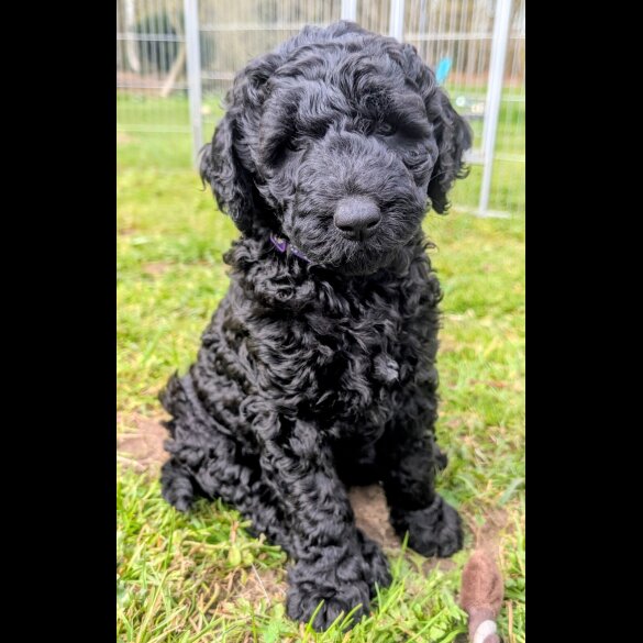 Labradoodle