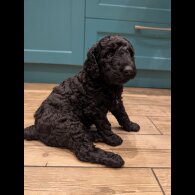 Labradoodle