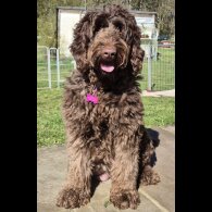 Labradoodle