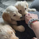 Labradoodle