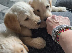 Labradoodle