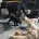 Labradoodle