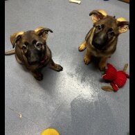 German Shepherd (Alsatian)