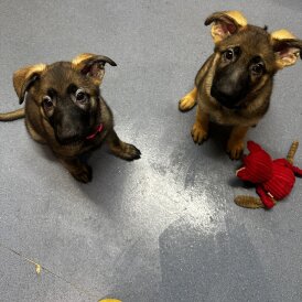 German Shepherd (Alsatian)