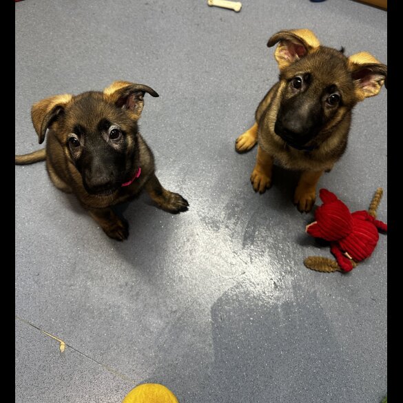 German Shepherd (Alsatian)