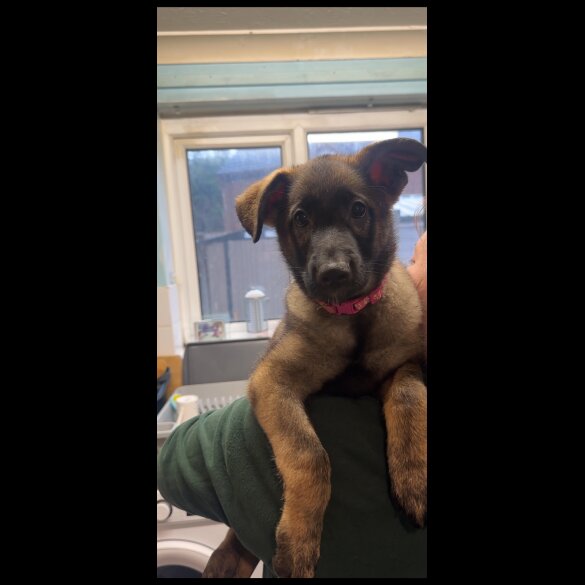 German Shepherd (Alsatian)