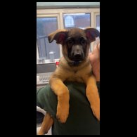 German Shepherd (Alsatian)