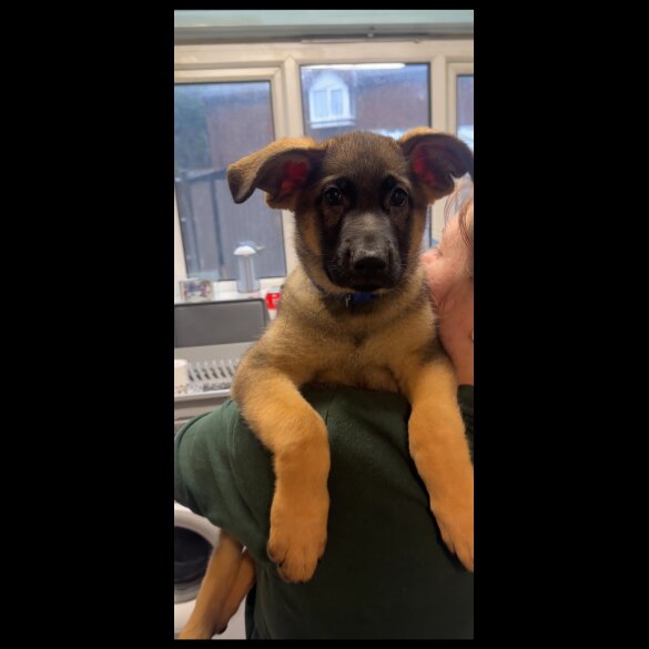 German Shepherd (Alsatian)