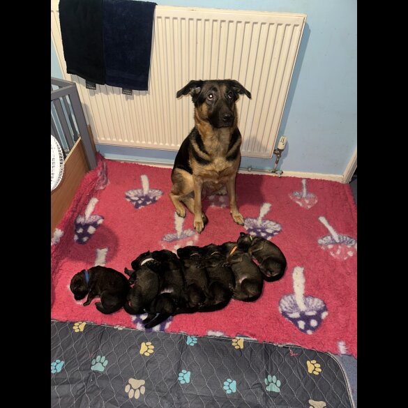 German Shepherd (Alsatian)