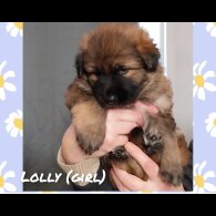 German Shepherd (Alsatian)