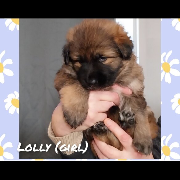 German Shepherd (Alsatian)