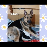 German Shepherd (Alsatian)