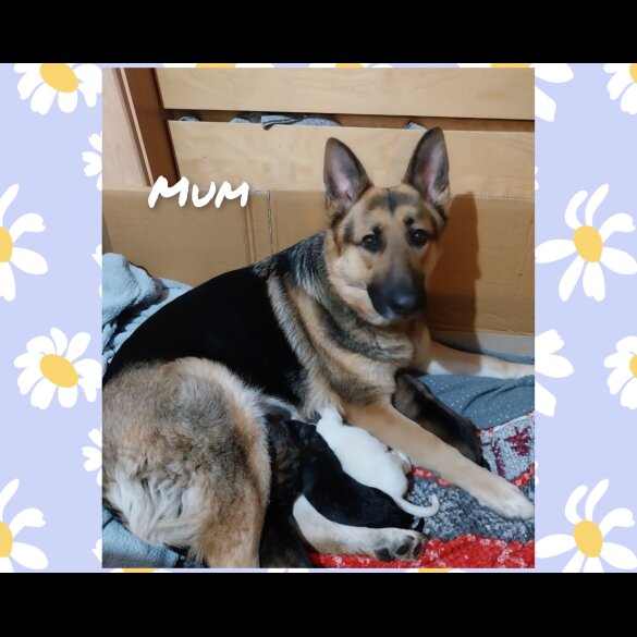 German Shepherd (Alsatian)