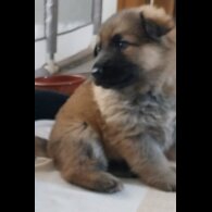 German Shepherd (Alsatian)