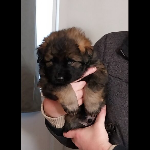 German Shepherd (Alsatian)