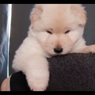 German Shepherd (Alsatian)