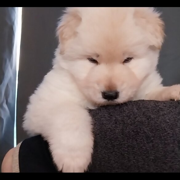 German Shepherd (Alsatian)