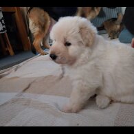 German Shepherd (Alsatian)