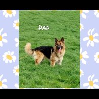 German Shepherd (Alsatian)