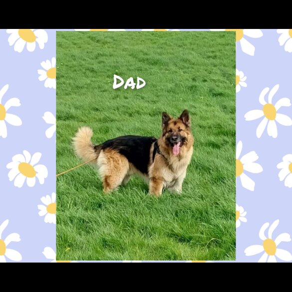 German Shepherd (Alsatian)