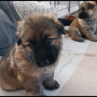 German Shepherd (Alsatian)