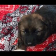 German Shepherd (Alsatian)