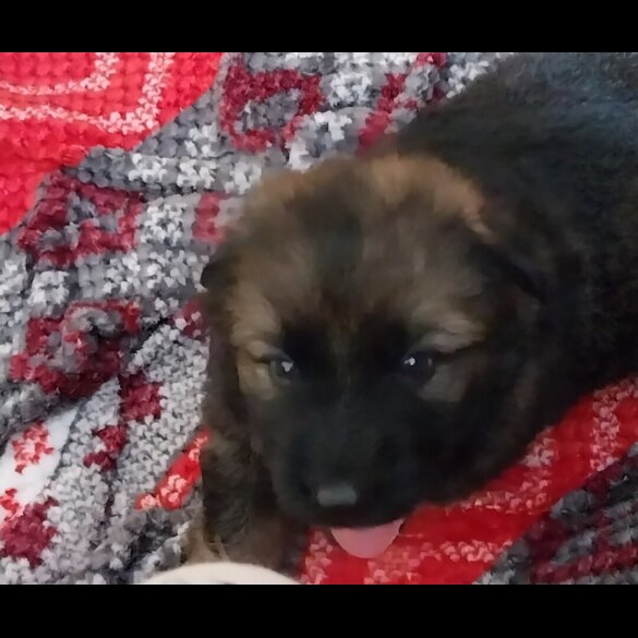 German Shepherd (Alsatian)