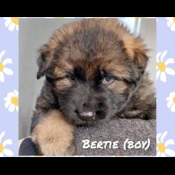 German Shepherd (Alsatian)