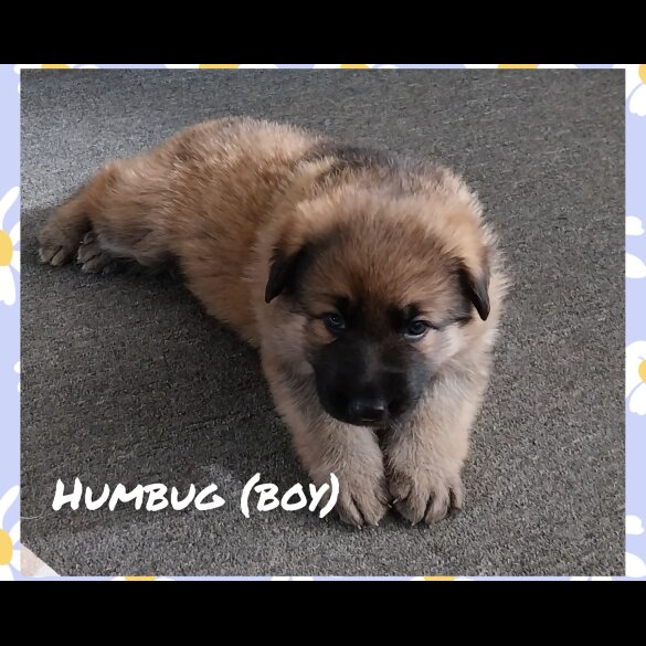 German Shepherd (Alsatian)